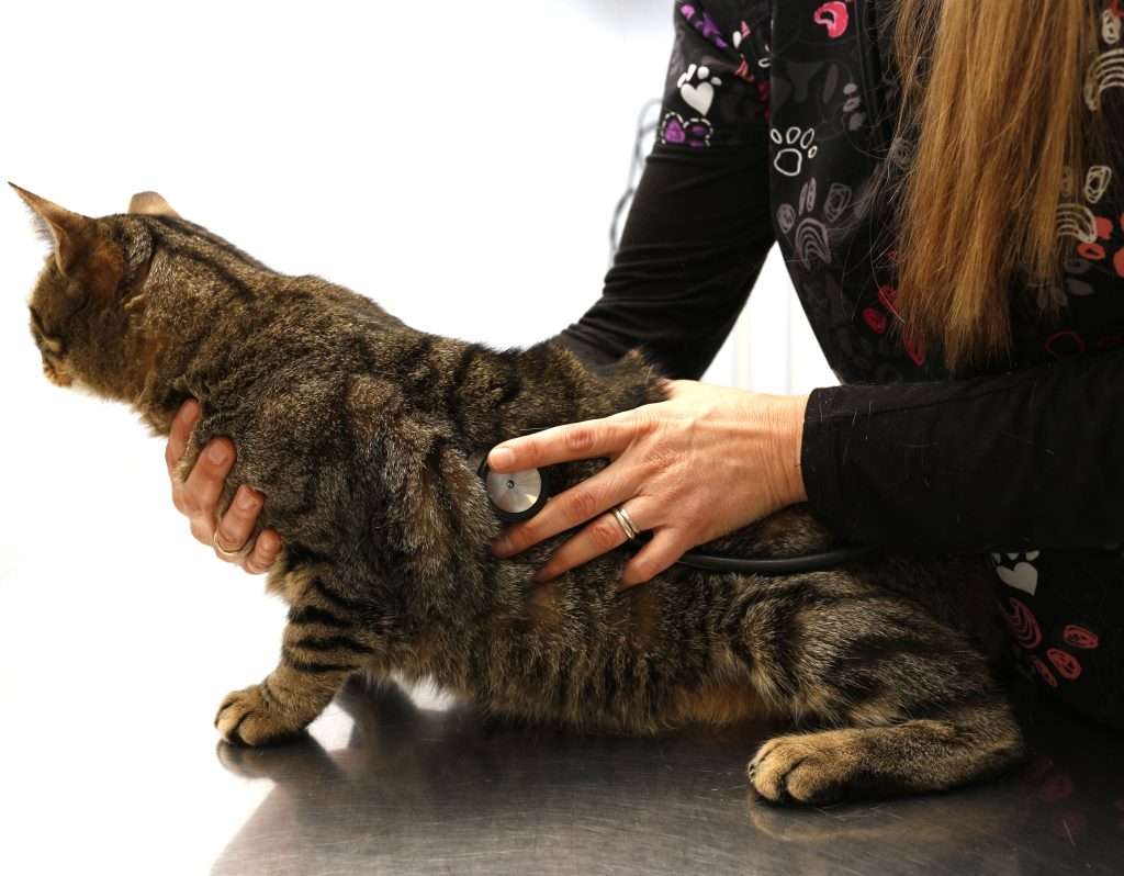Dott.ssa Sara Bergaglio Medico Veterinario