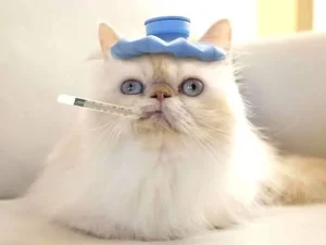 Dott.ssa ma il mio cane/gatto sta bene?