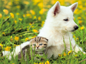 Clinica veterinaria e omeopatia: un binomio possibile?
