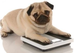 L’obesità nel cane e nel gatto